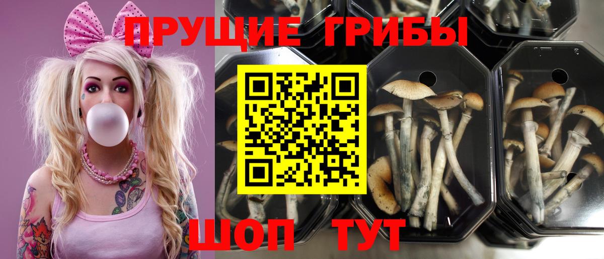 Псилоцибиновые грибы мицелий  Вход с VPN  Всеволожск 
